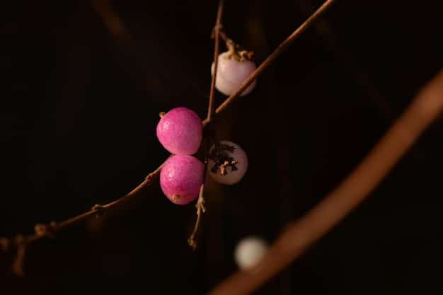 A close-up photo of a branch of a jabuticaba tree, showing the ripe, dark purple fruits growing directly on the trunk. The background is a blurred green of the leaves and branches, highlighting the unique way the jabuticabas grow.