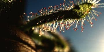 Biotecnologia no Brasil: Inovações e Aplicações na Saúde e Agricultura - Cover Image