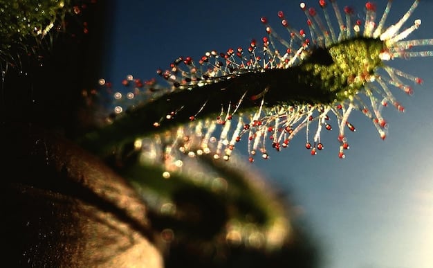 Biotecnologia no Brasil: Inovações e Aplicações na Saúde e Agricultura