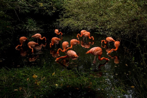 Desvende 9 Mitos e Verdades Sobre a Fauna Brasileira