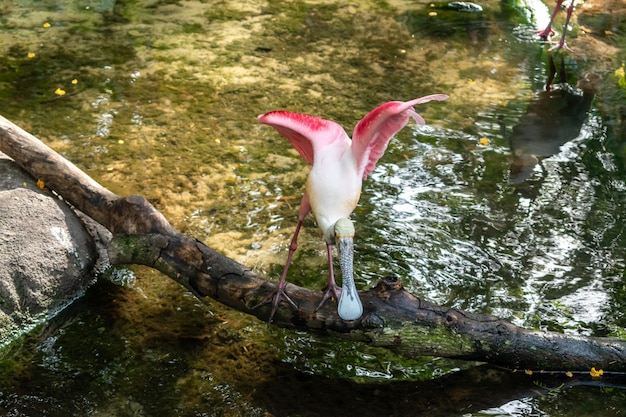A close-up shot of a pink river dolphin (boto-cor-de-rosa) emerging from the murky waters of the Amazon River. The dolphin's pink coloration is vibrant and its eyes are clearly visible, conveying intelligence and curiosity.