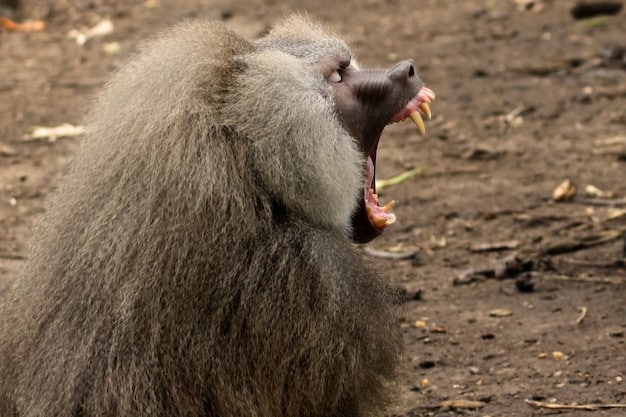 A side-profile shot of a giant anteater using its long snout and tongue to extract ants from a termite mound. The image highlights the anteater's specialized adaptations for feeding and its role in controlling insect populations.