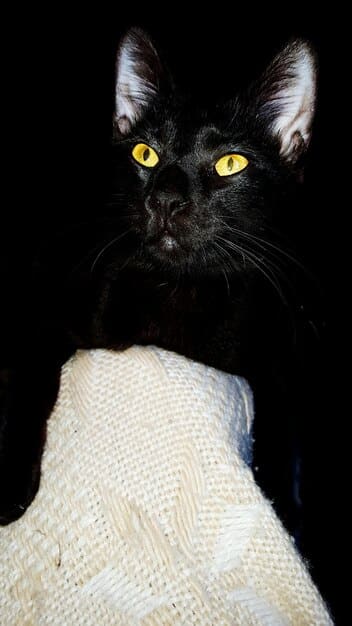 A close-up photograph of a sleek black cat with piercing green eyes sitting on a cobblestone street in a historic Brazilian town. The cat exudes an air of mystery and independence, its fur gleaming in the soft light.