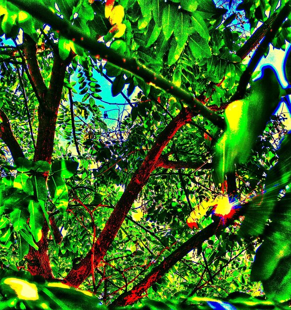 A picturesque scene of cambuci trees in a Brazilian rainforest, with focus on the vibrant green cambuci fruits hanging from the branches. The sunlight filters through the leaves, creating a warm and inviting atmosphere.