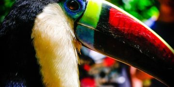 Desmistificando a Fauna Brasileira: 9 Mitos e Verdades Surpreendentes - Cover Image