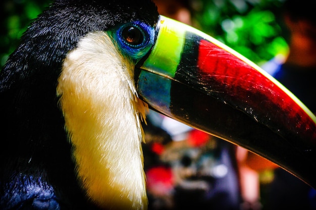 Desmistificando a Fauna Brasileira: 9 Mitos e Verdades Surpreendentes