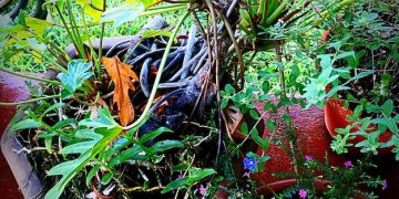 Desvendando a Fauna Brasileira: 9 Mitos e Verdades Surpreendentes - Cover Image