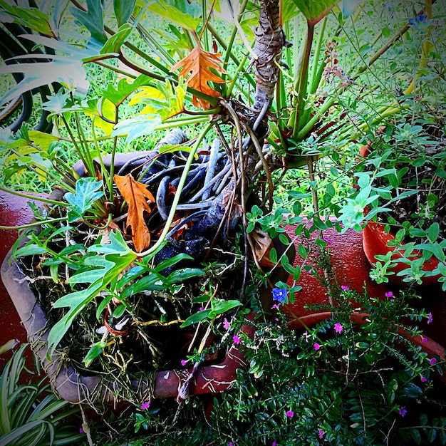 Desvendando a Fauna Brasileira: 9 Mitos e Verdades Surpreendentes