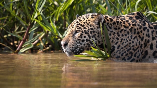 A close-up shot shows a jaguar in the Pantanal region, with its face partially submerged in water. The jaguar is looking directly at the camera, with its eyes reflecting sunlight. The background is blurred to emphasize the jaguar's features, highlighting its strength and adaptability to aquatic environments.