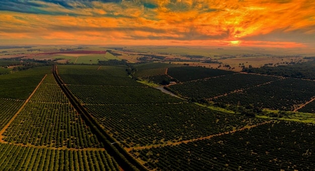 Blockchain no Agronegócio: Rastreabilidade e Confiança do Consumidor